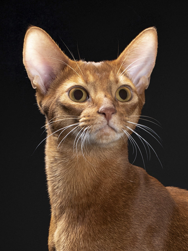 Абиссинский кот на вязку Apollo PanZimur Абиссинские кошки