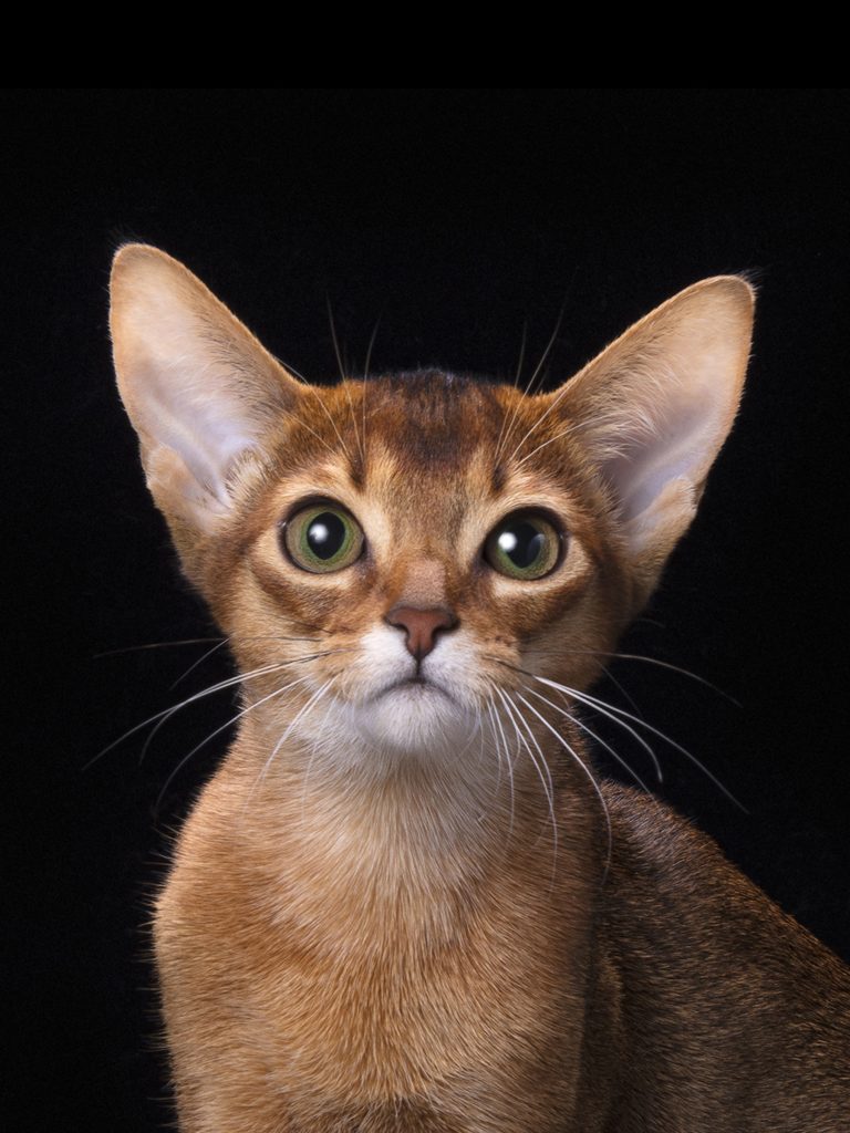 Купить лучшего абиссинского котенка. Andromeda PanZimur. Абиссинские кошки